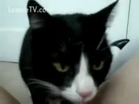 Beast Porn - Kitty licks his owner's cookie
